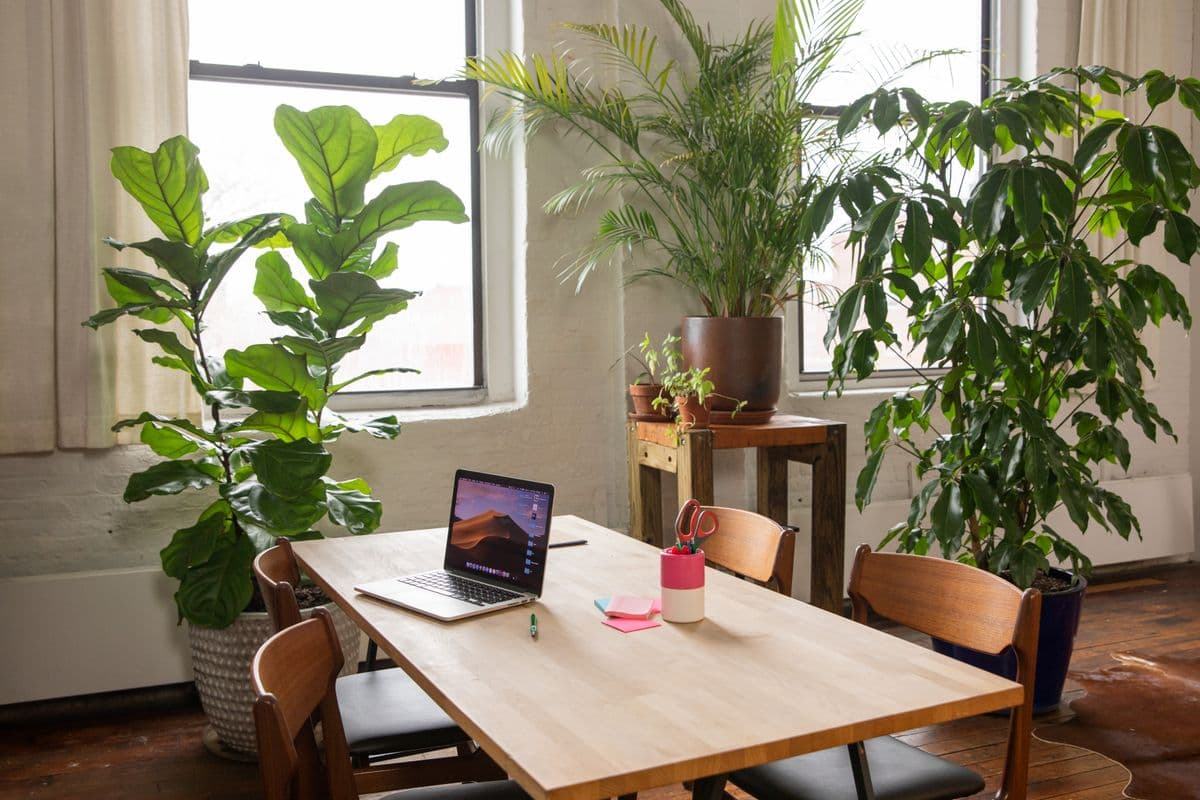 A bright office interior with wooden furniture and indoor plants.